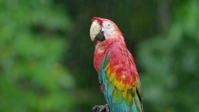 Scarlet macaw close-up