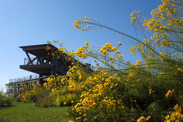 Aussichtsplattformund gelbe Blumen und blauer Himmel  im Festungspark Koblenz Ehrenbreitstein - Stockfoto