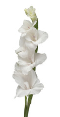 Fototapeta na wymiar Beautiful white gladiolus delicate flower isolated on white background. Nature, macro. Creative spring concept. Floral, object. Flat lay, top view