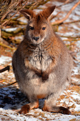 In winter a wallaby is any animal belonging to the family Macropodidae that is smaller than a...