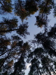 Pine forest. Landscape.