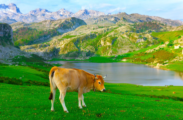 Fototapeta na wymiar Picos de Europa, national park. Asturias, Spain.