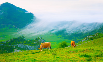Picos de Europa, national park. Asturias, Spain.