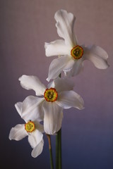 Beautiful spring flowers - white daffodils