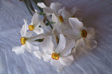 Beautiful spring flowers - white daffodils