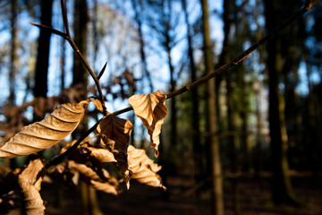 Brown autumn leaves on tree in forest with shallow depth of field 