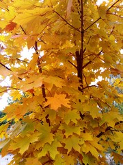 Bright autumn maple leaves