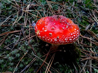 Amanita on the glade