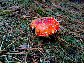 Amanita on the glade