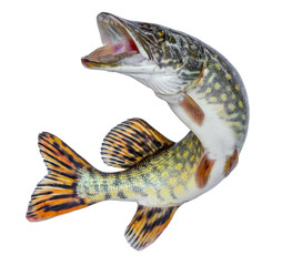 Fish pike. Jumping out of the water. Emblem isolated on a white background