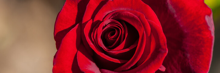 Red rose flower in the morning in the garden, close-up.  Web banner.