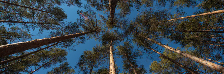 Green tops of pine trees against the blue sky on a sunny day. Web banner.
