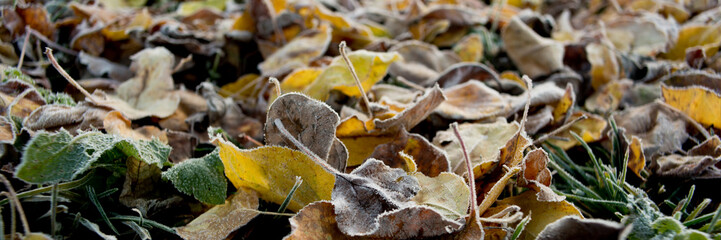 fallen autumn leaves covered with frost, close-up. Web banner.