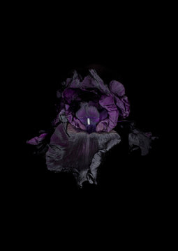 schwarze Iris Blume