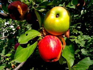 Apple on the branch