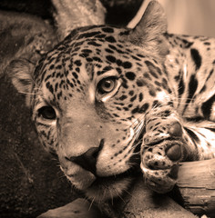 Jaguar is a cat, a feline in the Panthera genus only extant Panthera species native to the Americas. Jaguar is the third-largest feline after the tiger and lion, and the largest in the Americas. © Daniel Meunier