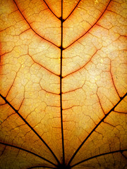 Obraz premium OLYMPUS DIGITAL CAMERA