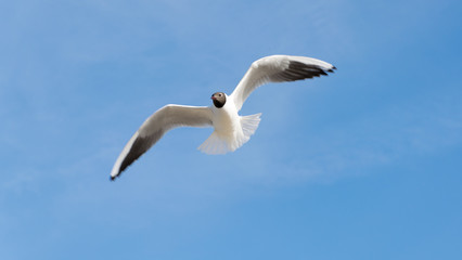 Fototapeta na wymiar Flying Gull, Black headed Gull, Chroicocephalus ridibundus . Black headed Gull flying under a blue sky.