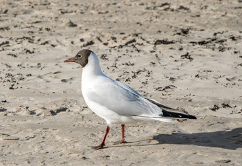 Black-headed gull standing in the sand and looking forward, close-up.