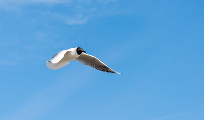 Flying Gull, Black headed Gull, Chroicocephalus ridibundus . Black headed Gull flying under a blue sky.