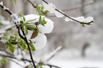 Snow has fallen sharply in the spring. Broken trees, branches, wiring. Storm, wind, cyclone.