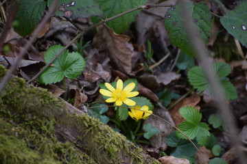 Wild forest buttercup
