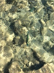 sea with fish