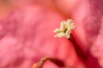 bougainvillea Close-up flower