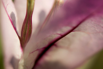 bougainvillea Petal 2