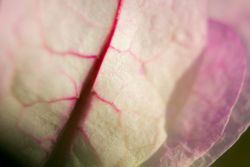 bougainvillea Petal