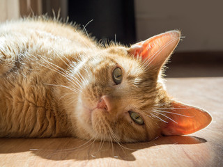 Richard the cat 7 years old