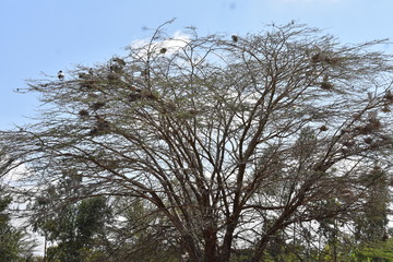 tree and blue sky