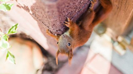 Furry squirrel is climbing onto a wall in the spring city park