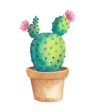 Watercolor handpainted succulent plant in pot