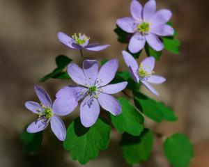 Close-up of pink wildflowers in spring - Thalictrum thalictroides (Rue Anemone) 