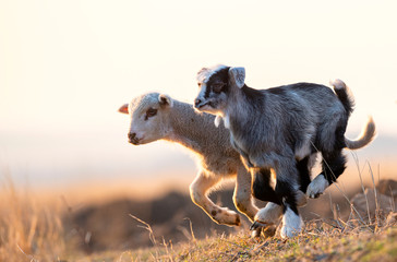 cute kid and lamb running at farm in spring