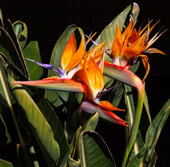 colorful bird of paradise flowers and green leaves closeup isolated against a dark background