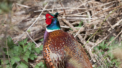 Colorful glossy head and back of a male Pheasant in the coppice
