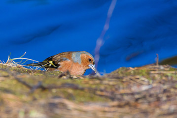 Male common chaffinch (Fringilla coelebs) bird near lake, during sunny spring day. Beautiful sunlight.