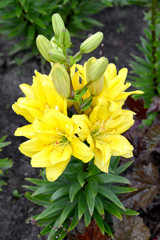 Lilies yellow terry grades of Fata Morgana (Lilium asiatic)