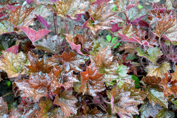 Leaves of Alum Root  (Heuchera × hybrida). Background