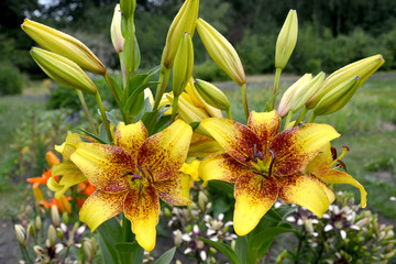 Lilies yellow, a grade of Golden Stone (Lilium asiatic) grow in a garden