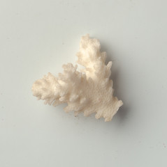 Seashells on the white background.