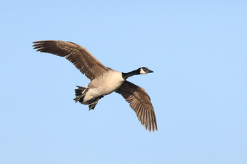 Canadian goose spring day