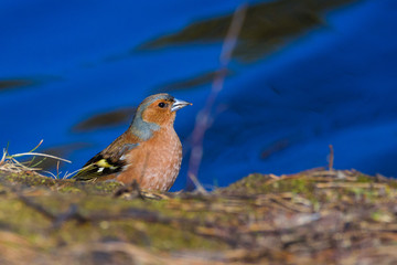 Male common chaffinch (Fringilla coelebs) bird near lake, during sunny spring day. Beautiful sunlight.