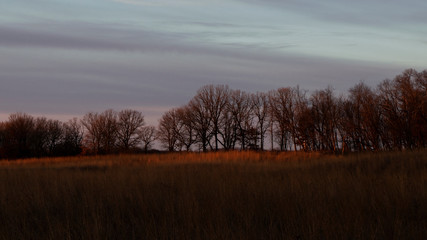 Prairie grasses and oak trees in first light of morning