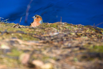 Male common chaffinch (Fringilla coelebs) bird near lake, during sunny spring day. Beautiful sunlight.