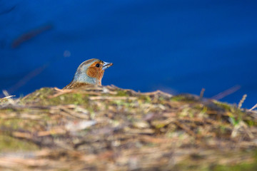 Male common chaffinch (Fringilla coelebs) bird near lake, during sunny spring day. Beautiful sunlight.