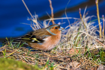 Male common chaffinch (Fringilla coelebs) bird near lake, during sunny spring day. Beautiful sunlight.