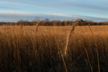 Obraz premium Canadian wild rye grasses in native prairie restoration in early morning sunlight